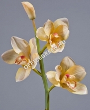 Орхидея Цимбидиум ветвь нежно-золотистая малая