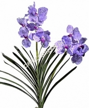 Орхидея Ванда куст св.сирен с прожилками с корнями