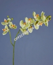 Орхидея Фаленопсис св.лайм ветвь двойная