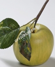 Яблоко нежно-зеленое на веточке