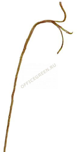 Ветка Салекса тонкая зелёно-коричневая в-71 см, ш-0,5-1,3 см 12/144