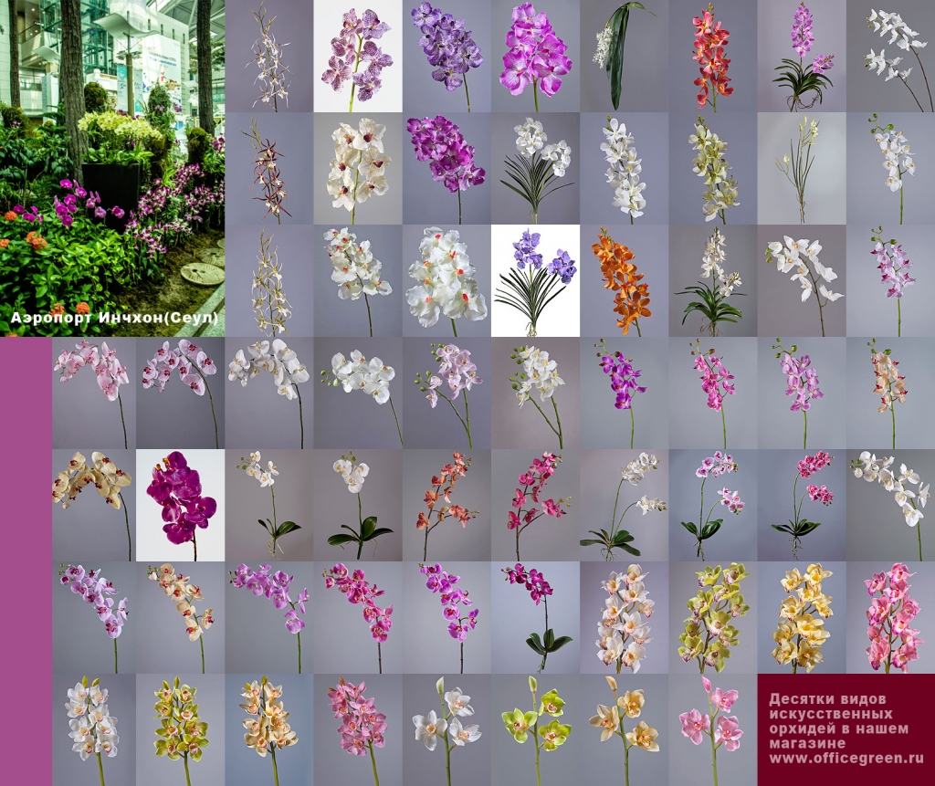 орхидеи 2.jpg
