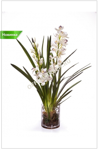 Орхидея Цимбидиум белая в стекле с корнями, землей, мхом.jpg