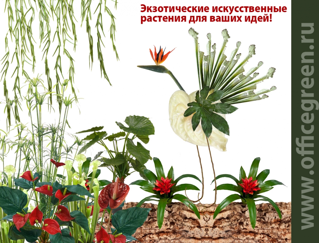Экзотические растения.jpg