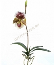 Орхидея Венерин Башмачок бургундия, белый/лайм с листьями и корнями