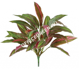 Драцена бордово-зелёная куст (30 листов)