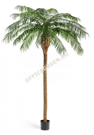Финиковая пальма де Люкс