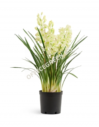 Орхидея Цимбидиум куст бело-лаймовый большой