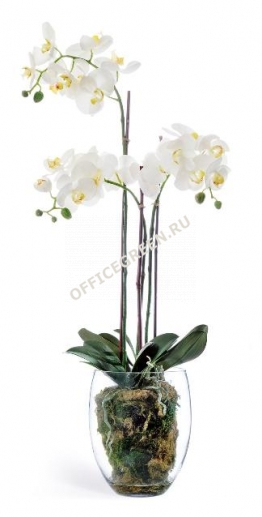 Орхидея Фаленопсис белая с мхом, корнями, землей L85