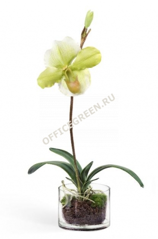Орхидея Венерин Башмачок белый/лайм в стекле с мхом, корнями, землей