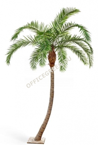 Гигантская изогнутая Финиковая пальма