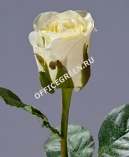Роза Анабель бело-зеленая