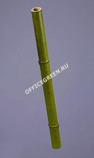 Бамбук стебель полый св. зеленый толстый