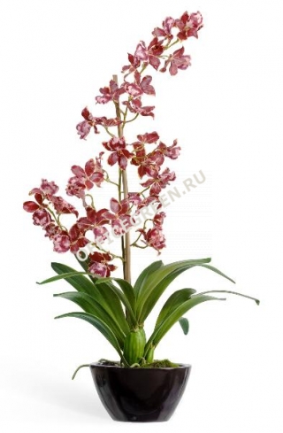 Орхидея Дендробиум бургундия с белым в кашпо
