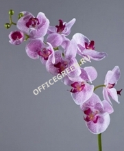Орхидея Фаленопсис Мидл белая с сирен. крапинами