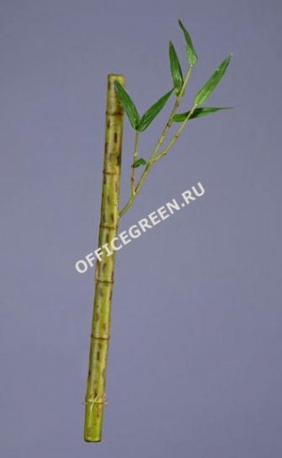 Бамбук стебель длинный св.зеленый с веточкой