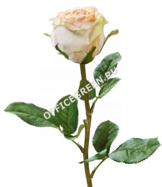 Роза Эсперанса бледно-розовая с лаймом