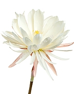 Лотос Цветок бело-розовый на длинном стебле