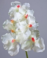 Орхидея Ванда белая с роз. сердцевинкой