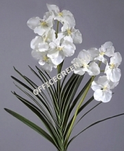 Орхидея Ванда куст белая с корнями