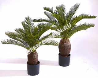 Пальма Цикас 65 и 70 см