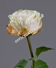 Роза Английская Большая ваниль-лайм-крем