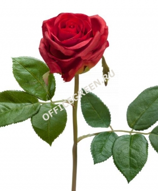 Роза Флорибунда Мидл рубиново-красная д-8 см