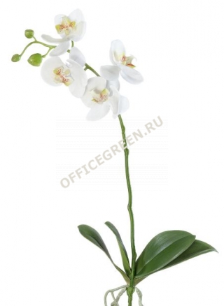 Орхидея Фаленопсис средняя белая куст с корнями
