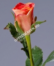 Роза Анабель персик-роз