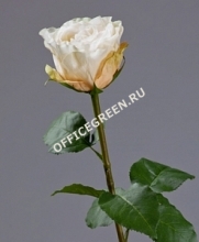 Роза Английская ваниль-лайм-крем
