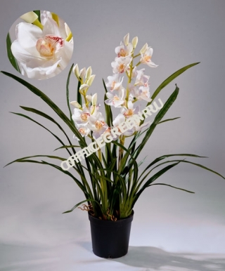 Орхидея Цимбидиум белая куст в кашпо 2 ветки