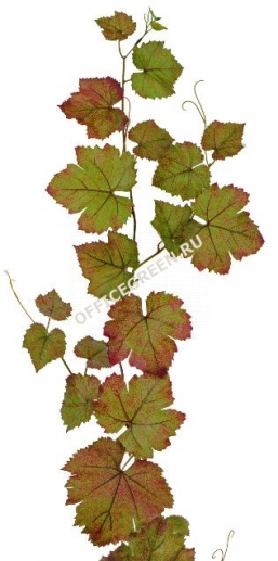 Виноградная гирлянда зеленая с прожилками бордо