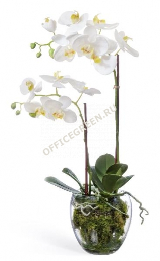 Орхидея Фаленопсис белая с мхом, корнями, землей L60
