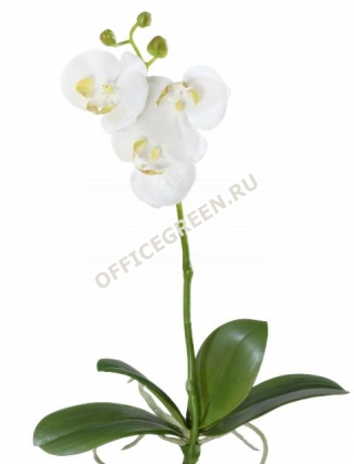 Орхидея Фаленопсис-мини белая куст с корнями