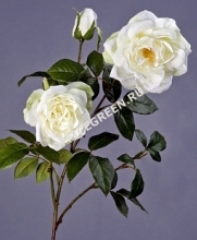 Роза Эльфе белая ветвь