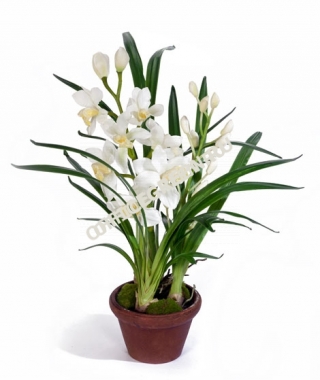 Орхидея Цимбидиум белая малая в кашпо