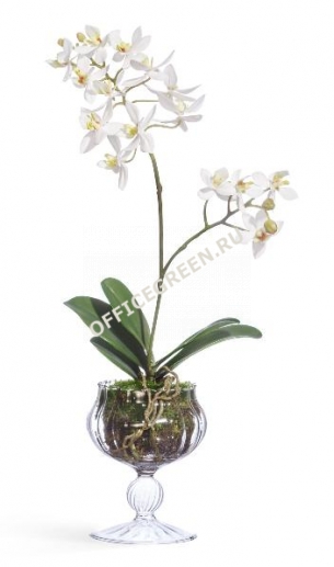 Орхидея Мини-Фаленопсис в стеклянной вазочке с мхом, корнями, землей