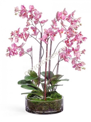 Орхидея Фаленопсис большая т.сиреневая в стекле с мхом, корнями, землей