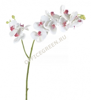 Орхидея Фаленопсис белая с роз.сердцевинкой ветвь двойная