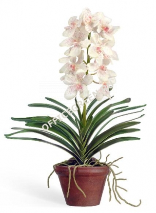 Орхидея Ванда большая кремовая с розовой крапинкой в кашпо
