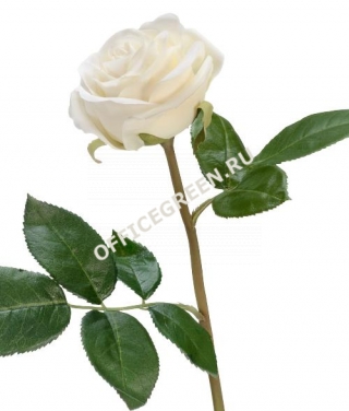 Роза Флорибунда Мидл белая д-8 см
