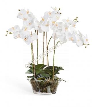 Орхидея Фаленопсис белая в низкой круглой вазе с мхом, корнями, землей