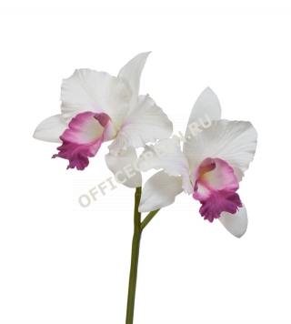 Орхидея Каттлея белая с темно-розовым язычком