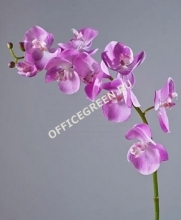 Орхидея Фаленопсис Мидл розово-белая