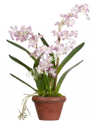 Орхидея Дендробиум сиренево-белая в кашпо