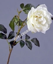 Роза Эльфе белая