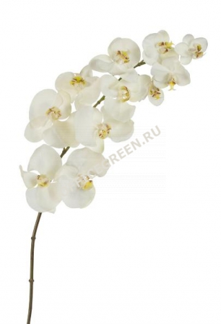 Орхидея Фаленопсис Super Real Touch цвет естественный белый