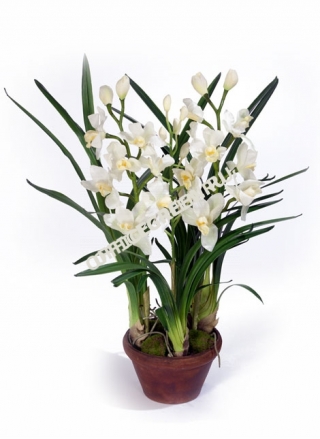 Орхидея Цимбидиум белая средняя в кашпо