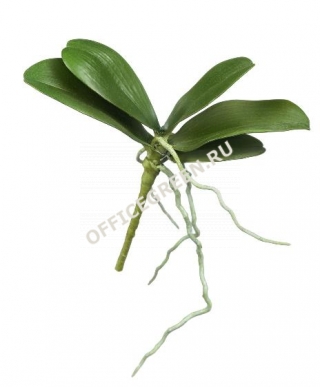 Листья Орхидеи Фаленопсис-мини