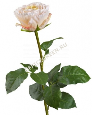 Роза Английская Большая нежно-персиково-розовая